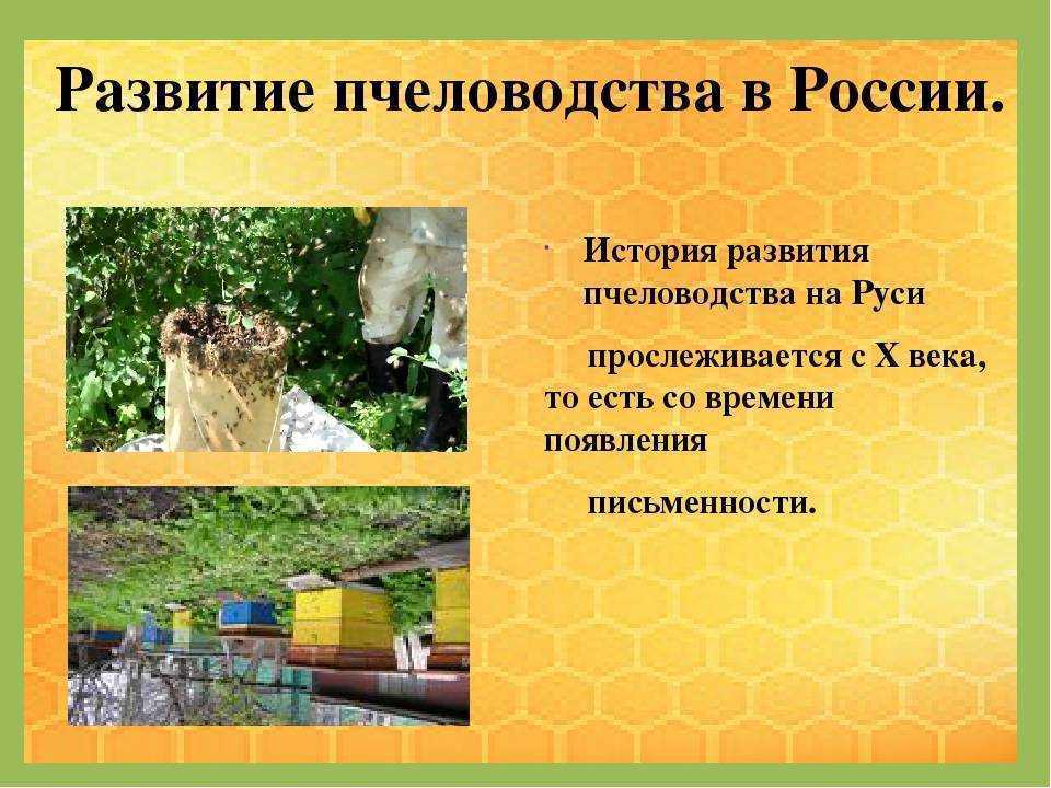 Пасека: что это такое? пчеловодство без опыта для начинающих