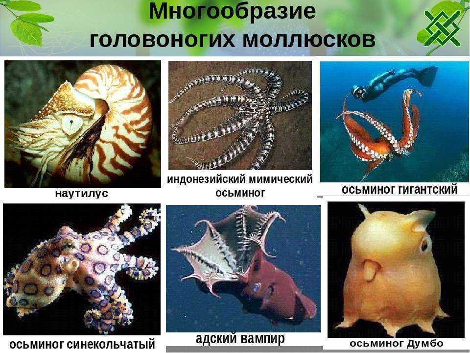 Самые интересные факты о головоногих моллюсках