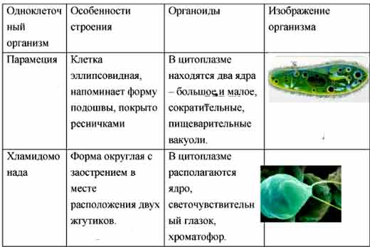 Эволюция — от микроба до человека | интересные факты