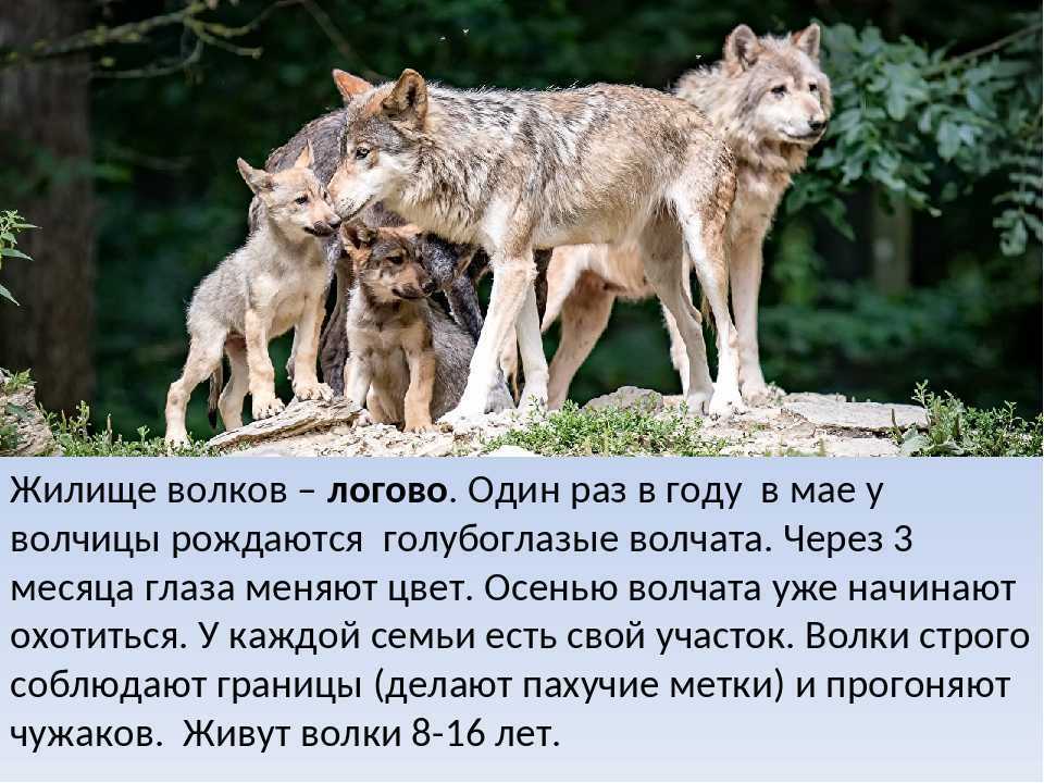 Как живет волк в лесу и почему он важен для экологической системы?