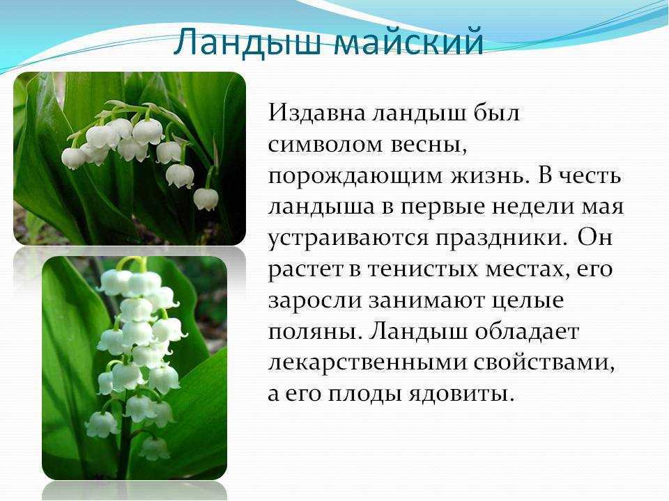 Сообщение на тему растение россии