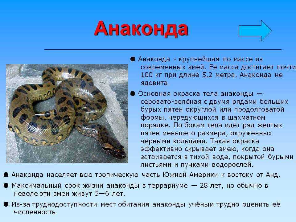 Обыкновенная гадюка