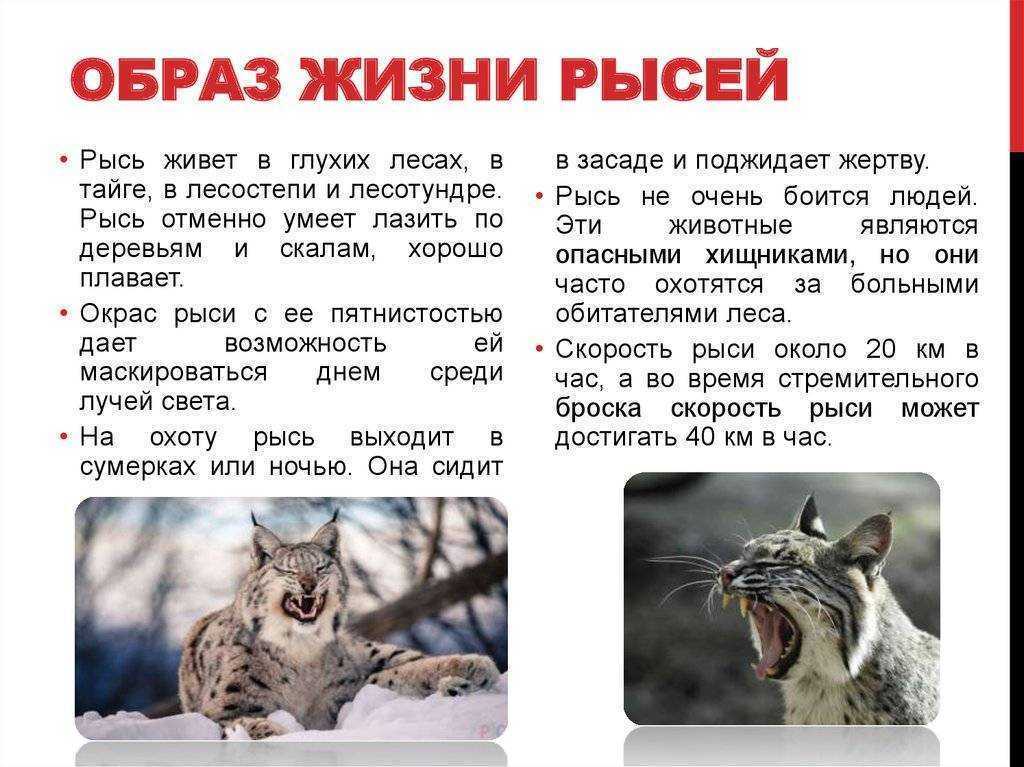 Обыкновенная рысь красной книги – фото и описание