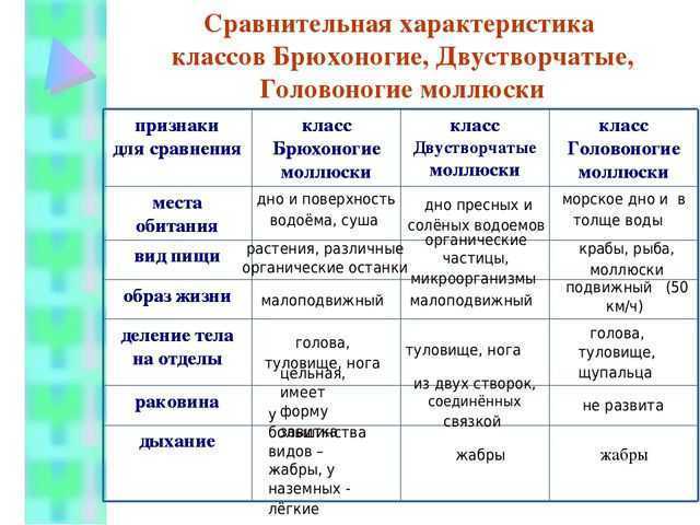 Биология 7 класс составьте развернутый план параграфа тип моллюски