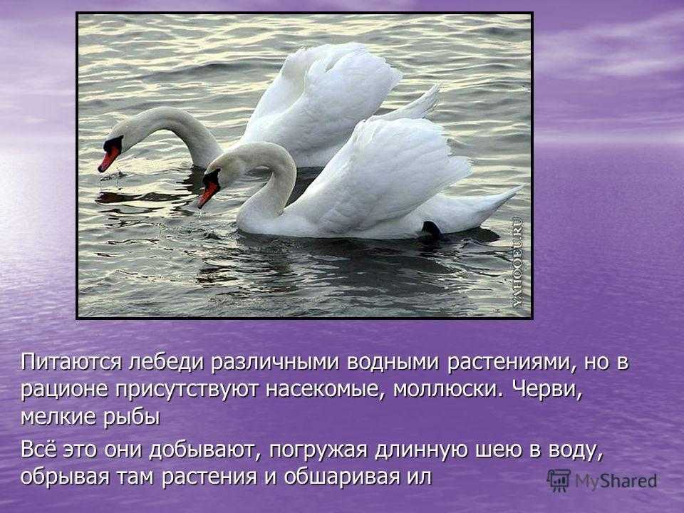 Лебедь шипун - птица, занесённая в красную книгу, что едят, среда обитания, сколько живут и другие интересные факты