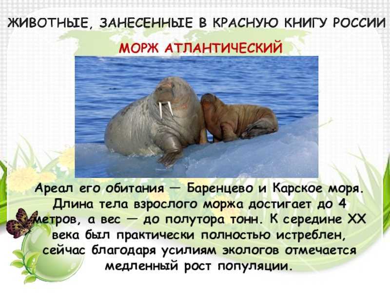 Сообщение о морже — описание, характеристика и образ жизни животного