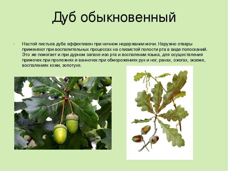 Яблоня