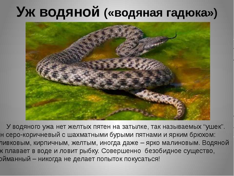 Змеи ульяновской области фото и описание
