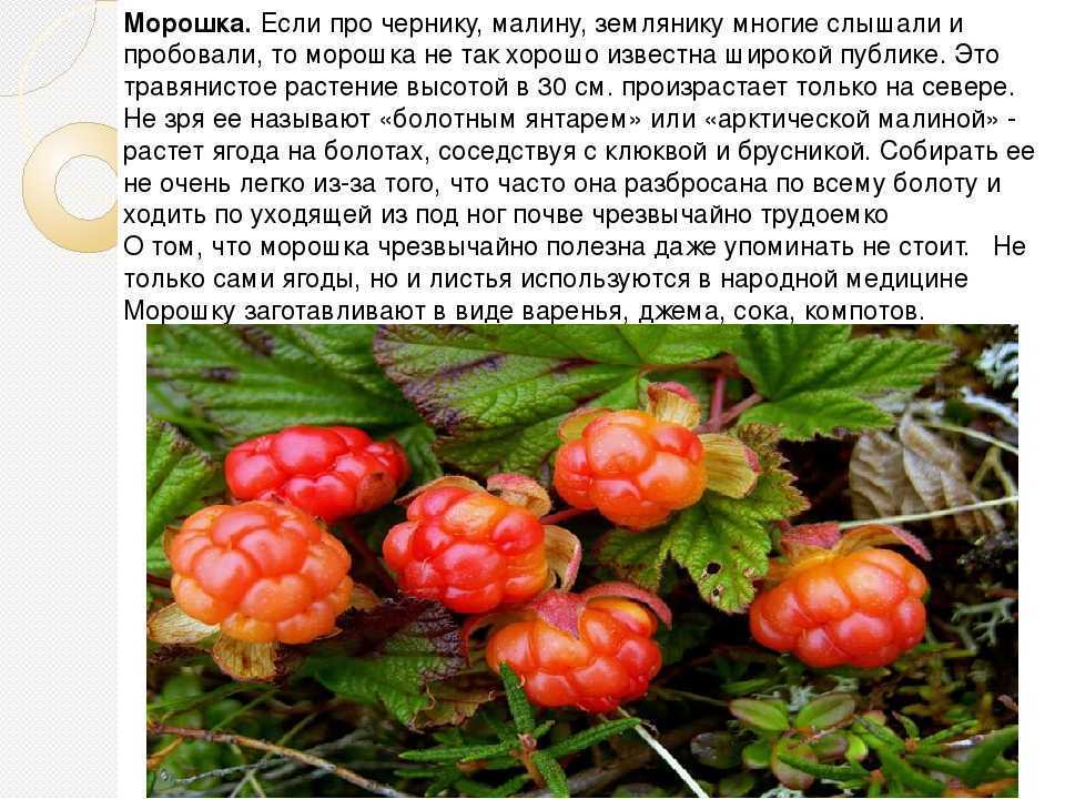 Морошка: полезные свойства и противопоказания, где растет, посадка и уход