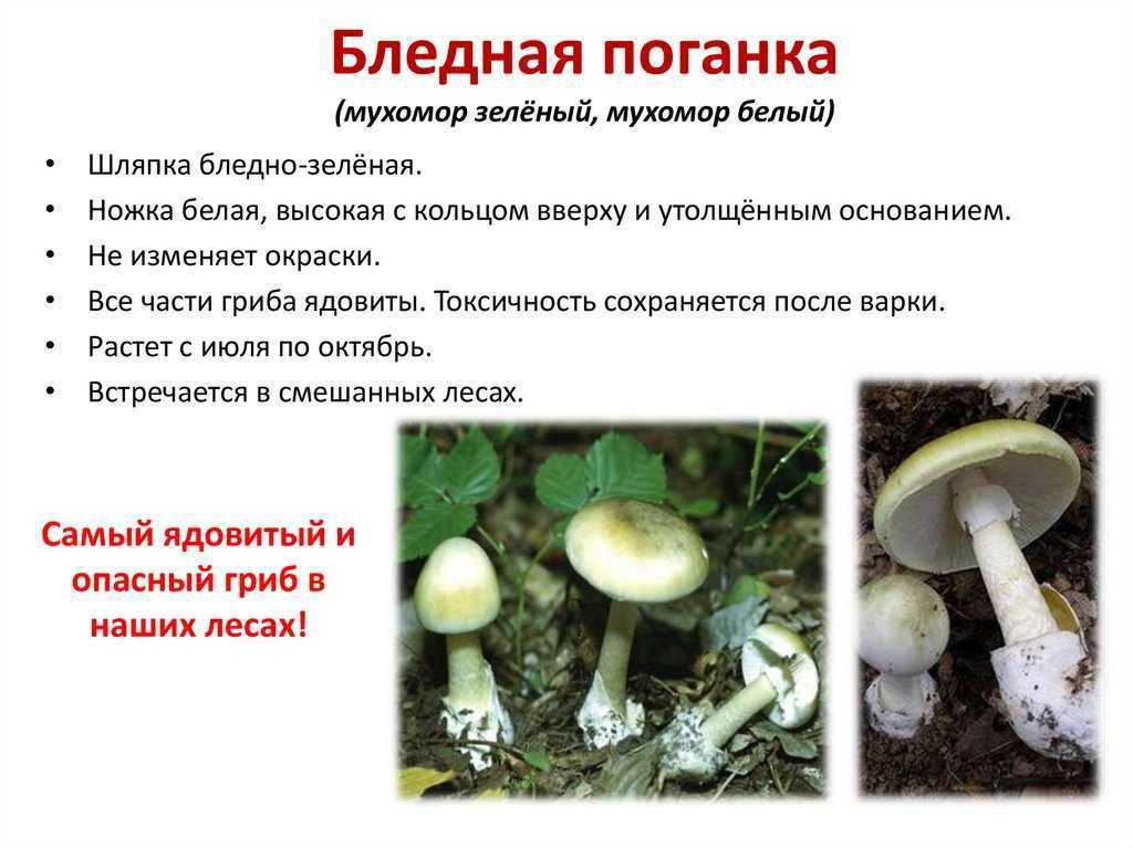 Подготовить сообщение о любых ядовитых грибах
