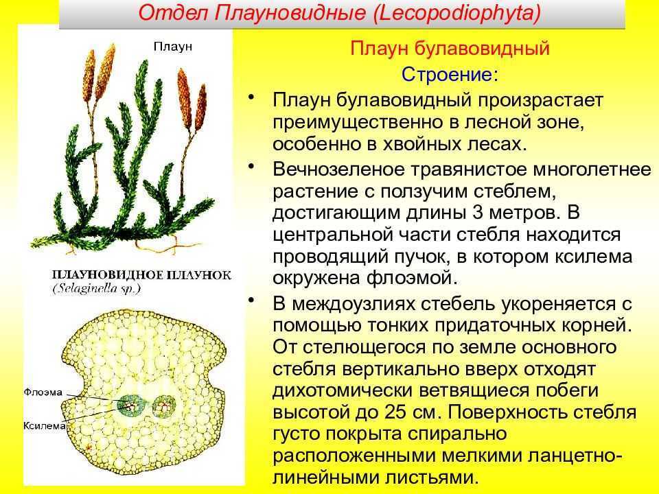 Каковы различия между плаунами и хвощами. Плаун булавовидный отдел растений. Плаун булавовидный строение. Плаун булавовидный Плауновидные. Плалаун булаловилный отдел растений.