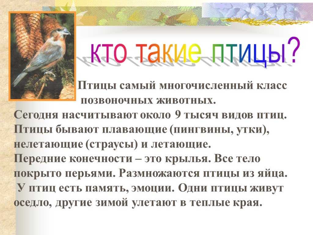 Презентация кто такие птицы