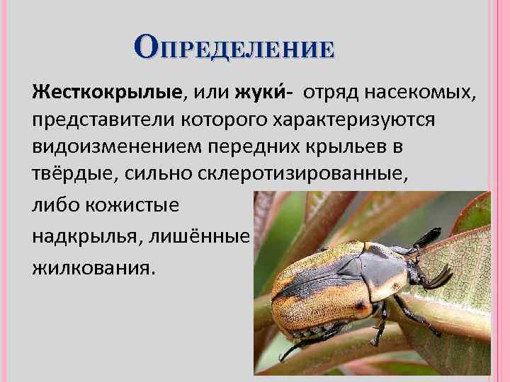 Чернотелки - особенности и значение жесткокрылых жуков