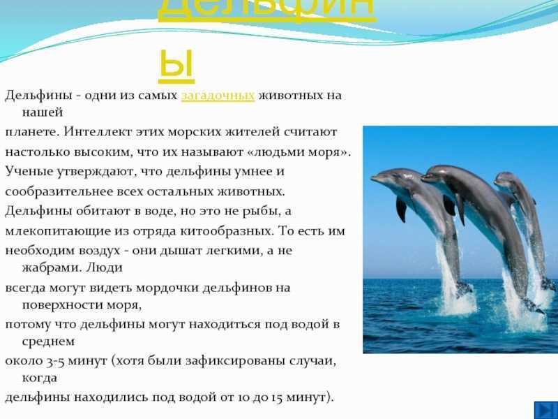 Где встречается речной дельфин, как живет пресноводный: советы экспертов