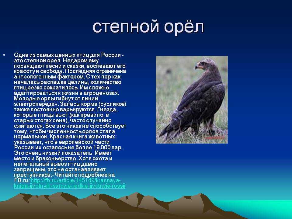 Студенты биологии изучают степного орла