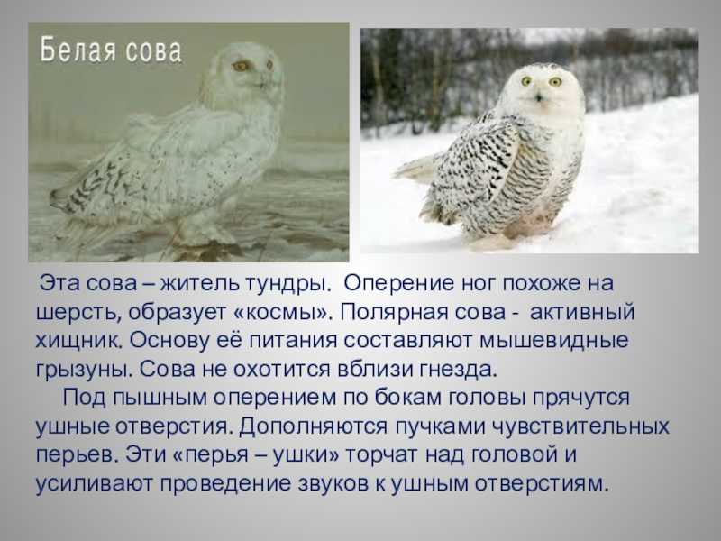 Сова