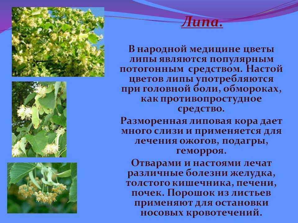 Сообщение о липе