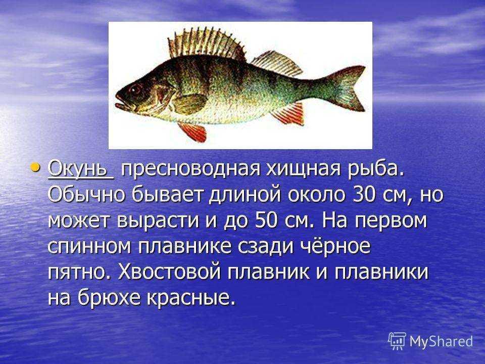 Информация про рыб. Окунь описание. Окунь Речной описание. Окунь Речной сообщение. Окунь рыба описание для детей.