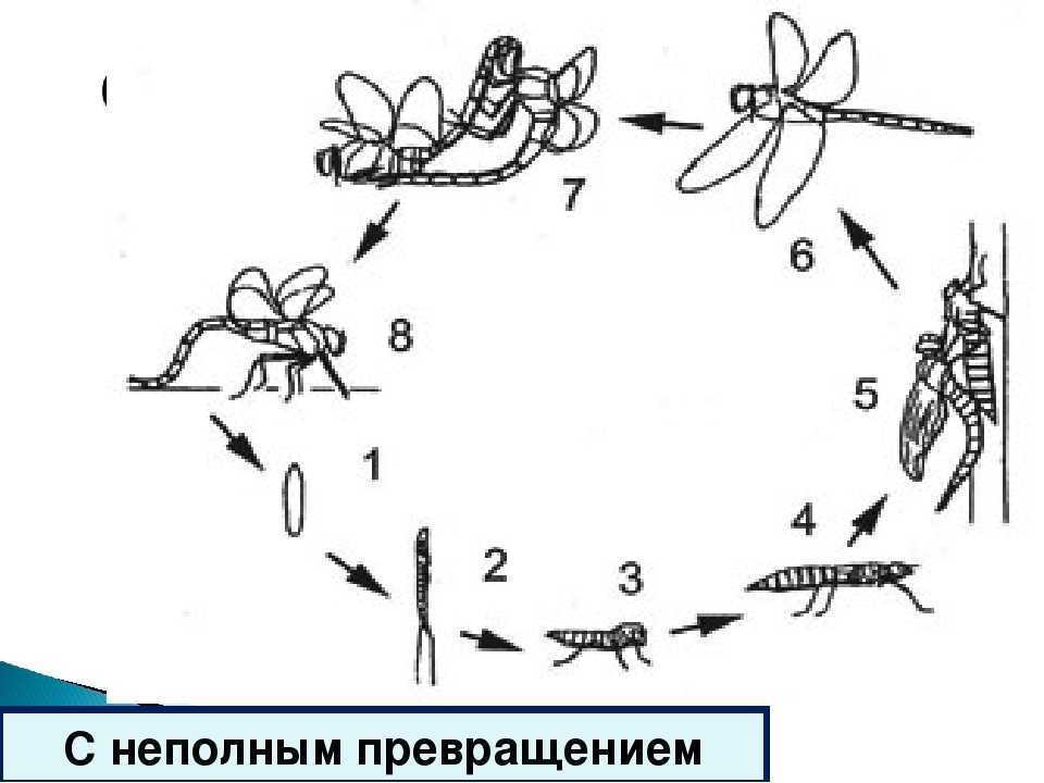 На рисунке изображены стрекозы в разный период онтогенеза