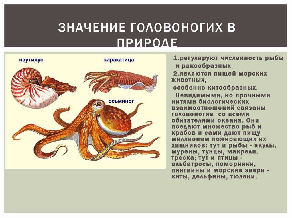 Представители головоногих моллюсков