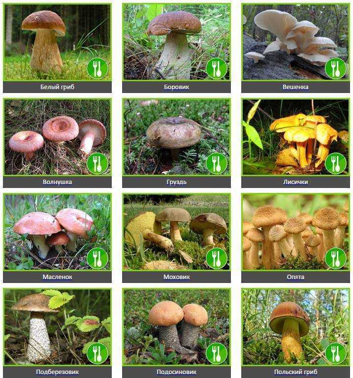 Определить съедобный гриб по фото