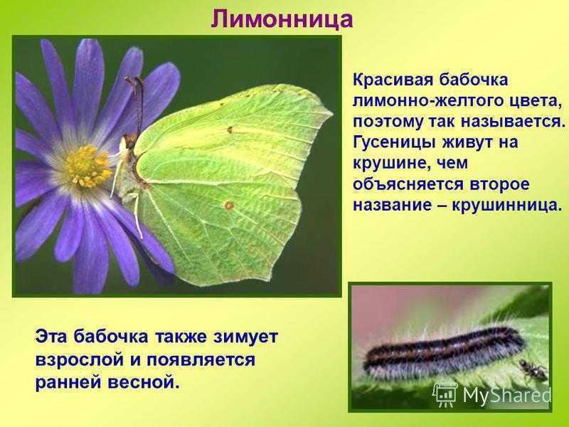 Бабочка лимонница описание. Описание бабочки. Сообщение о бабочке. Рассказ о бабочке лимоннице.