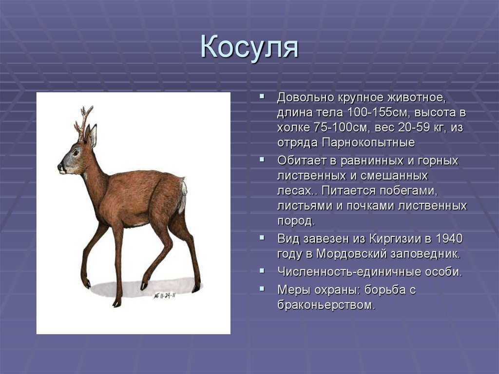 Косуля: фото, описание, методы определения возраста по рогам, способы обнаружения в природе