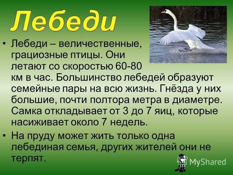 Рассказ лебеди написал. Описание лебедя. Описание жизни лебедей. Сообщение о лебедях. Интересные факты о лебедях.