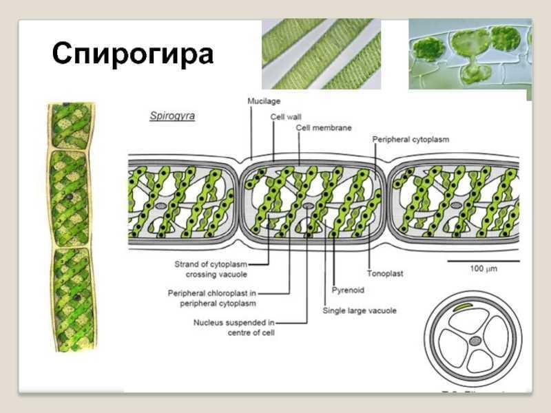 Спирогира с подписями рисунок