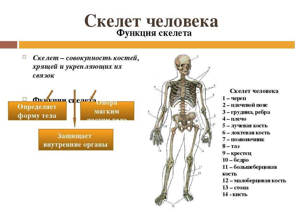 7 отделов скелета. Анатомия опорно двигательная система скелет. Кости скелета биология 8 класс конспект. Строение скелета 8 класс биология. Строение костей 8 класс биология.