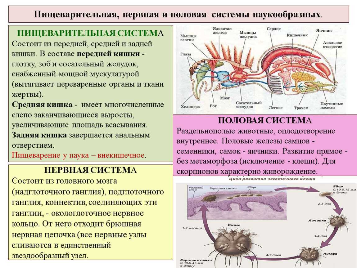 Доклад на тему паукообразные 7 класс сообщение