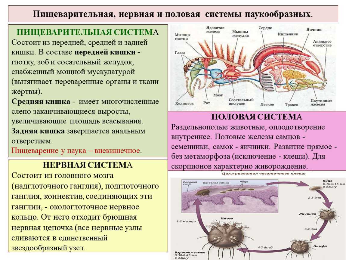 Характерные особенности класса паукообразные. Системы органов паукообразных 7 класс. Таблица класс паукообразные 7 класс половая система. Строение пищеварительной системы паукообразных. Класс паукообразные 7 класс биология нервная система.