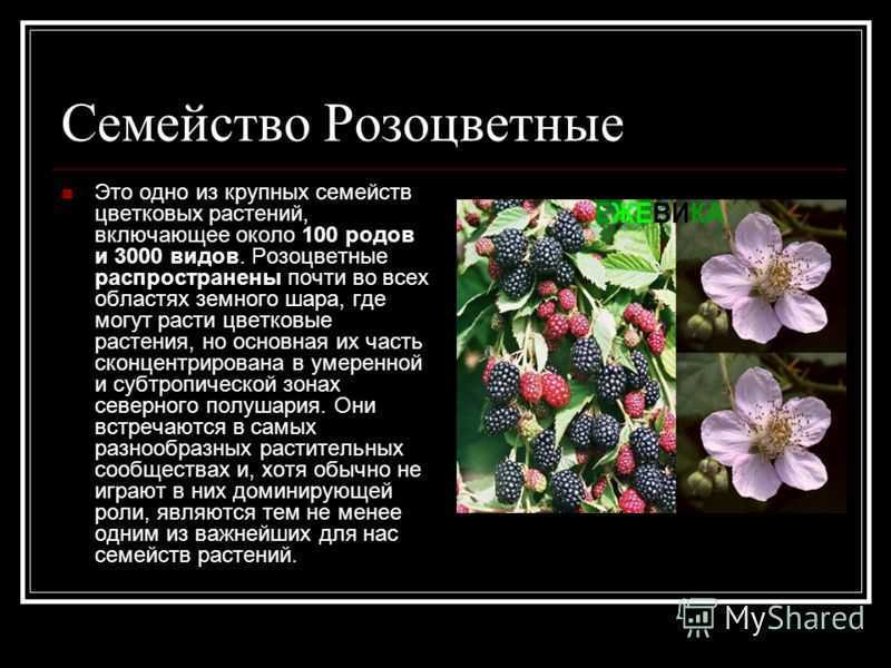 Семейство розоцветные план