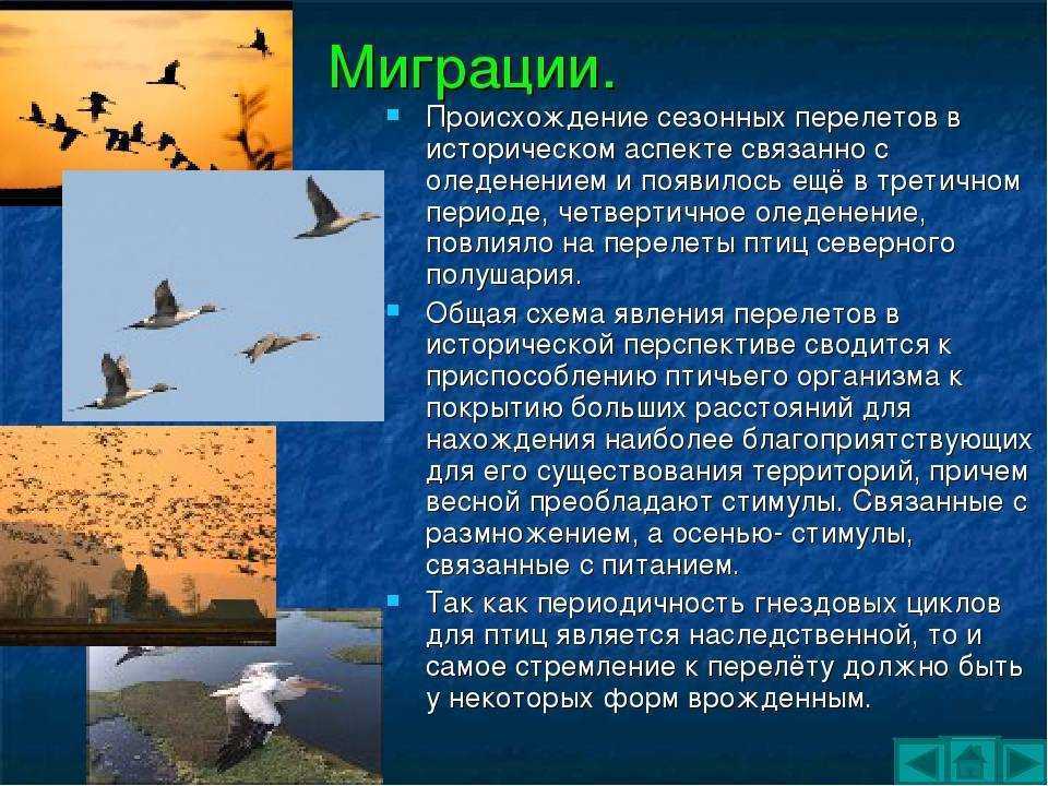 Жизнь мигрирующих птиц. Миграция птиц. Сезонные миграции птиц. Презентация о жизни мигрирующих птиц. Мигрирующие птицы презентация.