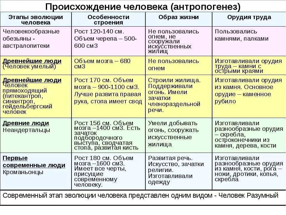 Этапы эволюции человека схема