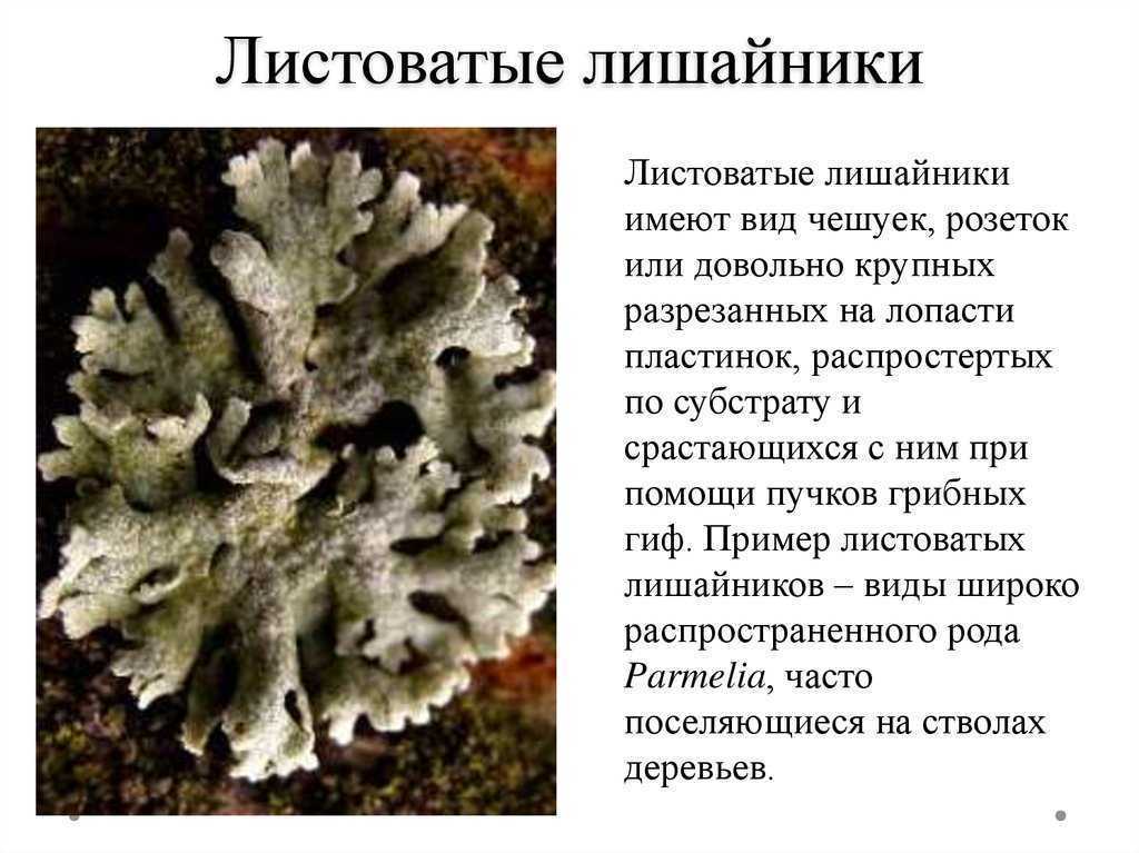 Лишайники⭐️, биология, 5 класс6 общая характеристика, описание, строение лишайников