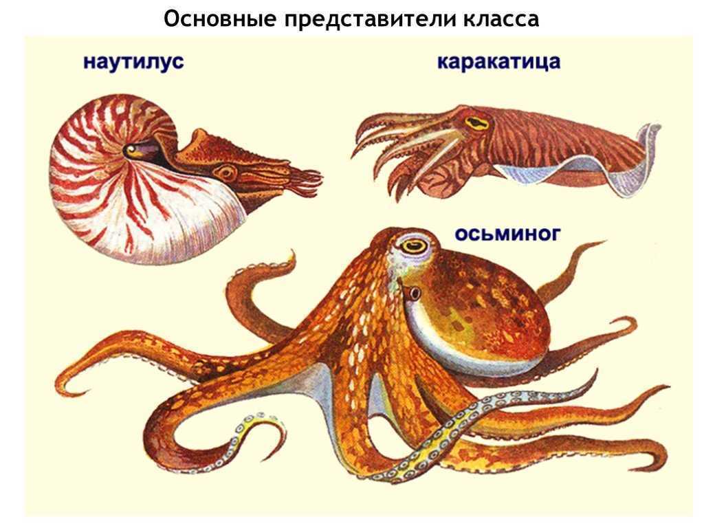 Три примера животных относящихся к моллюскам. Класс головоногих моллюсков. Представитель класса моллюсков головоногих. Головоногие моллюски кальмар. Головоногие моллюски осьминог.