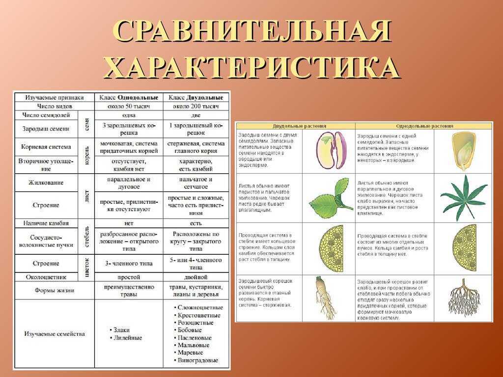 Семейства растений картинки