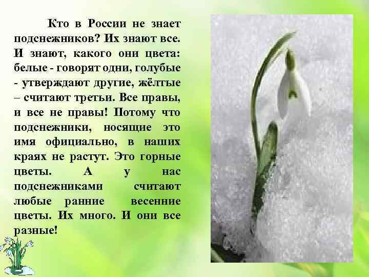 Нежный подснежник - символ надежды! | статья в журнале «юный ученый»