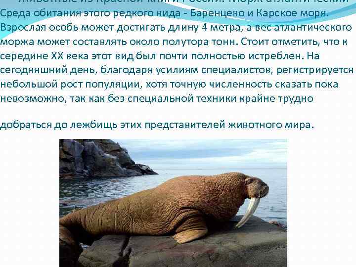 Животное морж: как выглядит, его повадки, где живет, фото