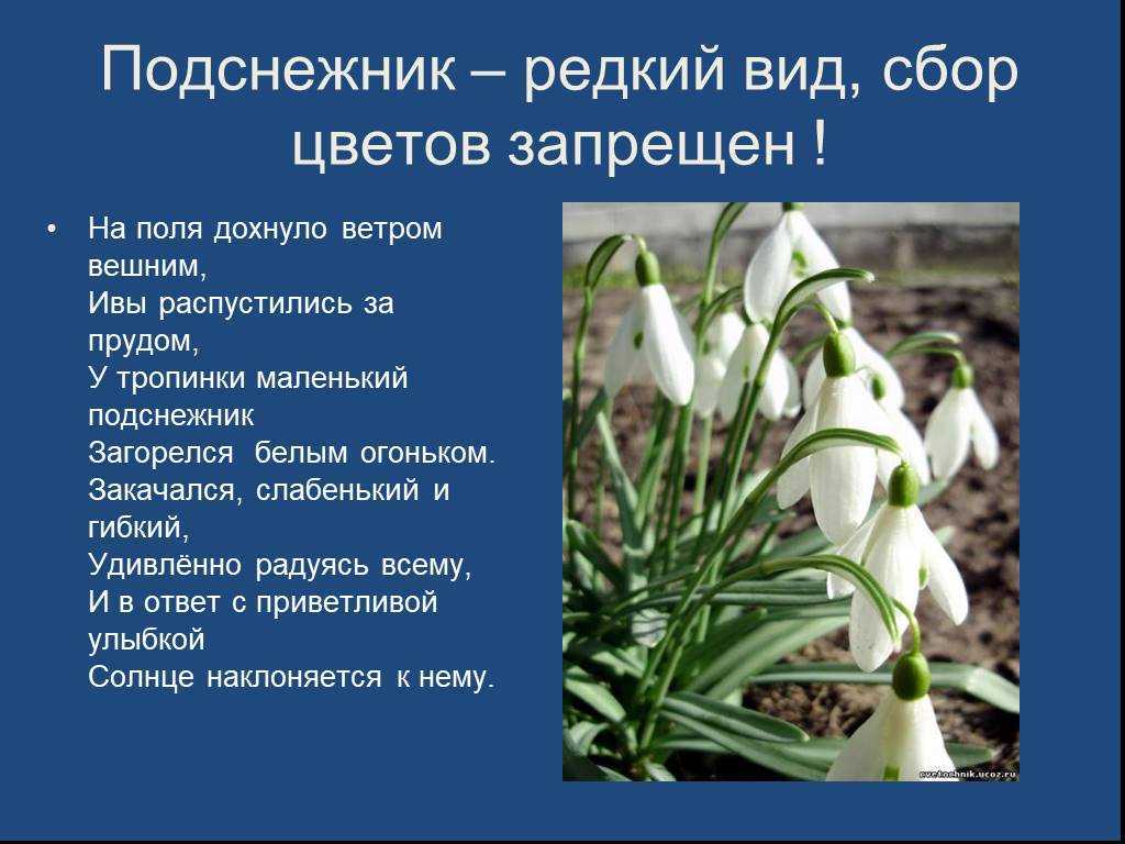 Подснежники галантус — первые символы весны в вашем саду