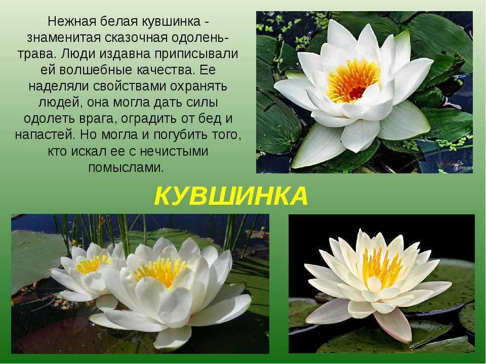 Кувшинка белая, красная книга, краткое описание, размножение, применение, лечебные свойства