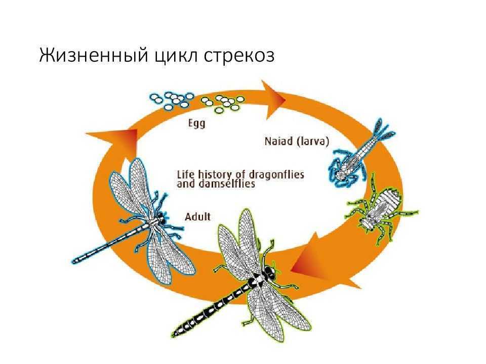 Стрекоза обыкновенная: фото и образ жизни
