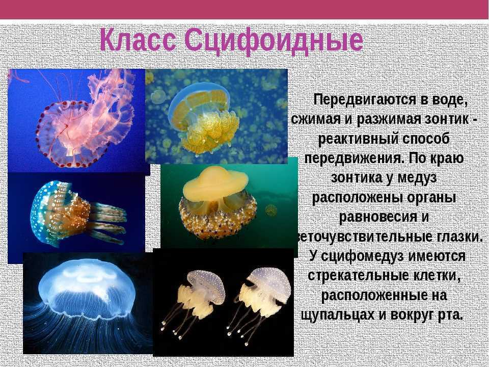 Значение кишечнополостных в природе и в жизни человека схема