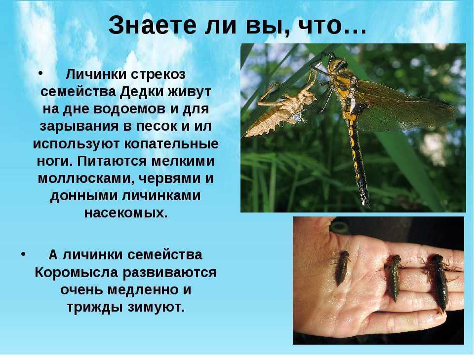 Стрекозы — эффективные охотники, а не попрыгуньи