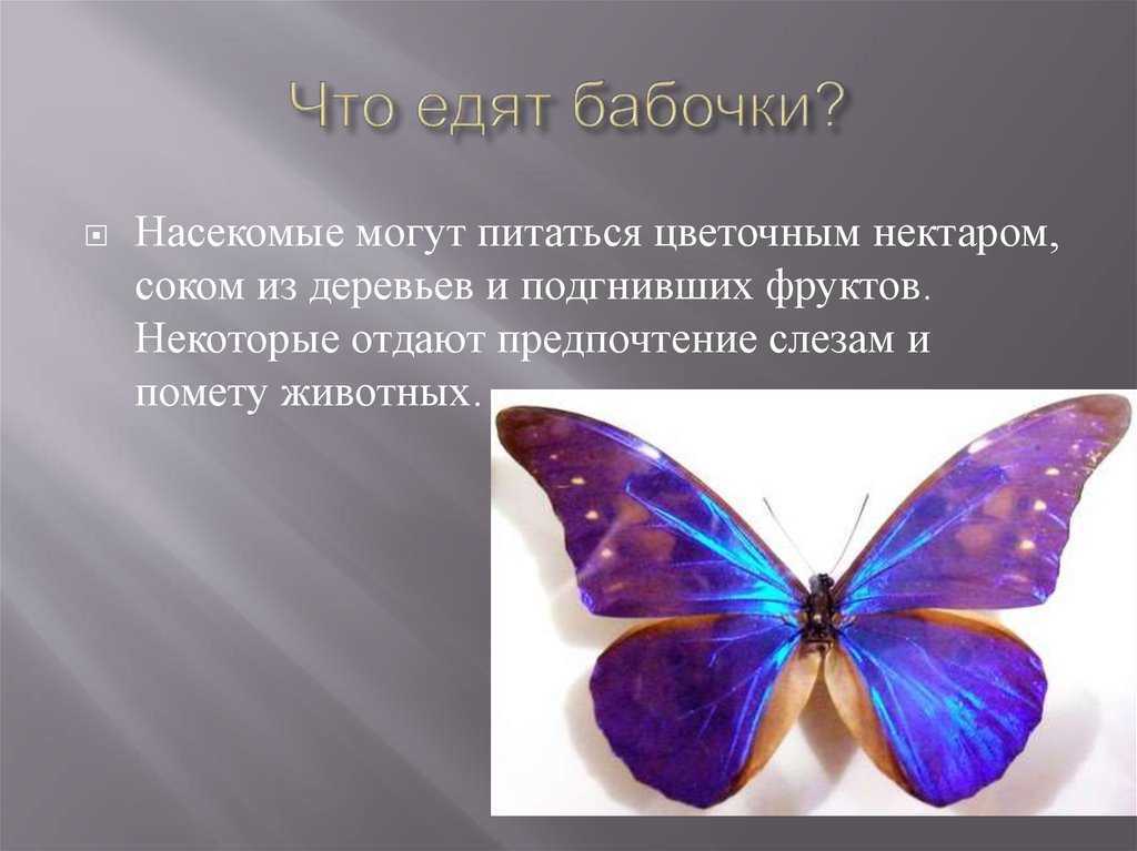 Бабочек какое число. Разнообразие бабочек. Бабочка питается. Слайды бабочки. Краткая информация о бабочке.