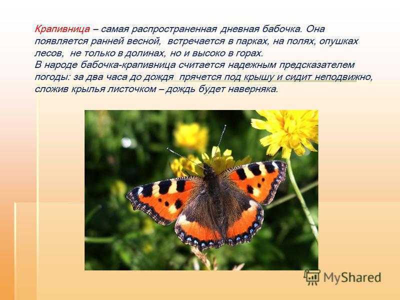 Бабочка крапивница: питание, образ жизни, места обитания