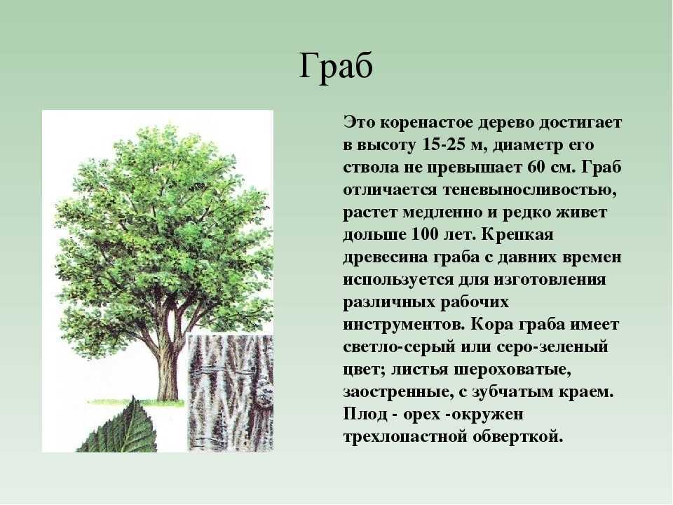 Сочинение на тему: моё любимое дерево (8 вариантов и 6 похожих топиков)