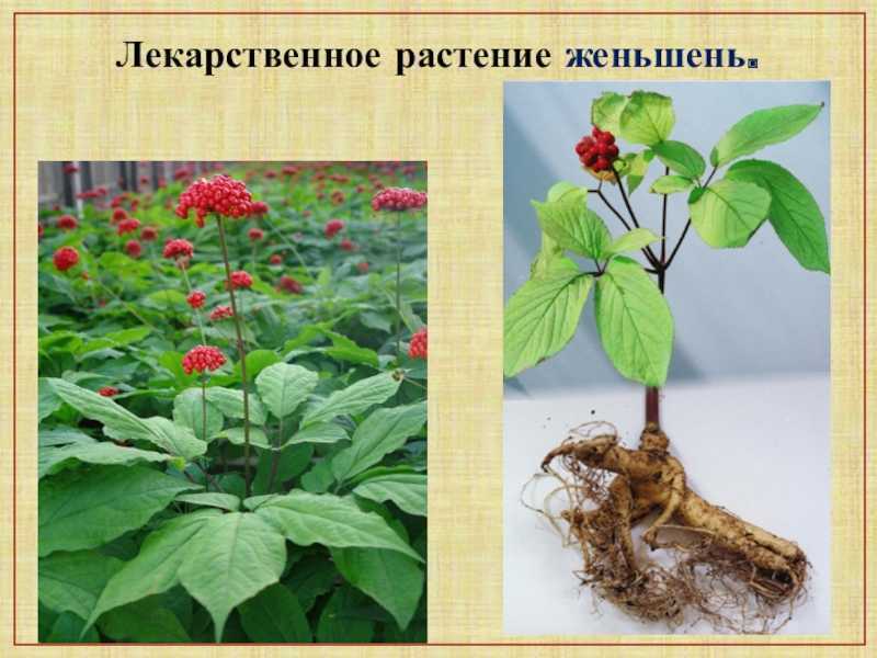 Повышаем иммунитет ребенка