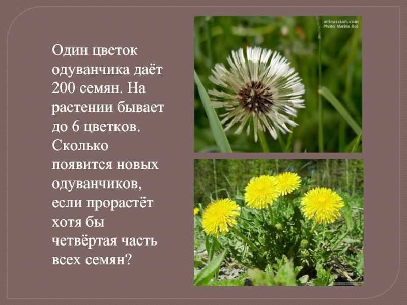 Одуванчик: лечебные свойства и противопоказания